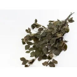 Beech preserved (stabilized) green