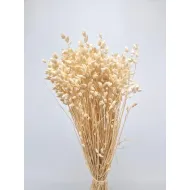 Briza maxima blanchi +/-75gr