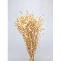 Briza maxima blanchi +/-75gr