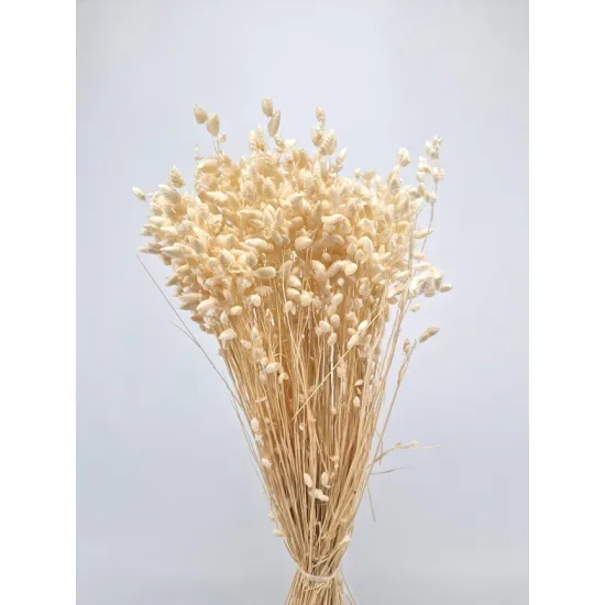 Briza maxima blanchi +/-75gr
