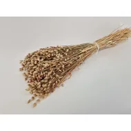 Briza maxima naturel