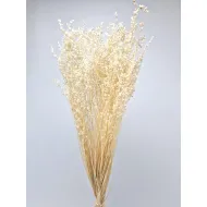 Briza minima blanchi +/-100gr