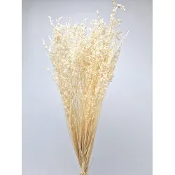 Briza minima blanchi +/-100gr