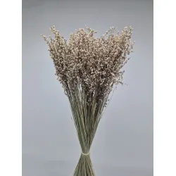 Briza minima naturel vert +/-100gr