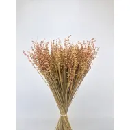 Briza minima naturel rose +/-100gr