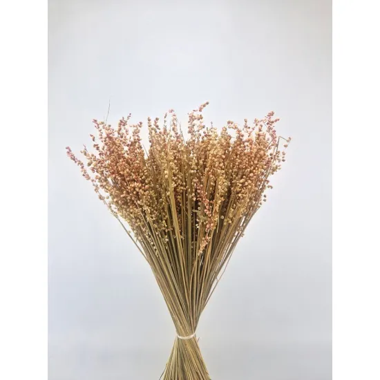 Briza minima naturel roze +/-100gr