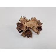 Cacho coco schijf naturel 1st