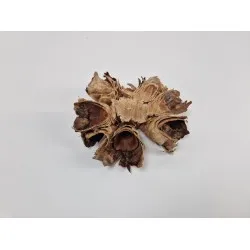 Cacho coco schijf naturel 1st