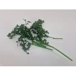 Canella appelgroen 5st