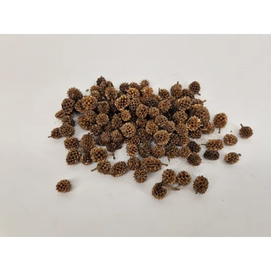Casurina or +/-75gr