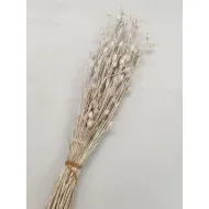 Centaurea pearl white +/-100gr