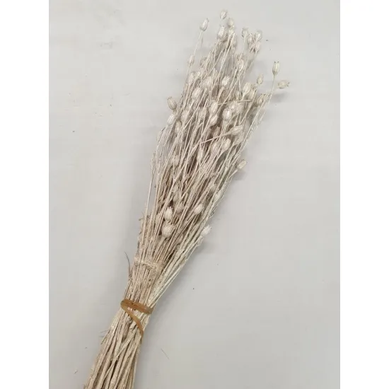 Centaurea pearl white +/-100gr