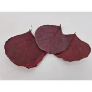 Cobra leaf bordeaux 50pcs