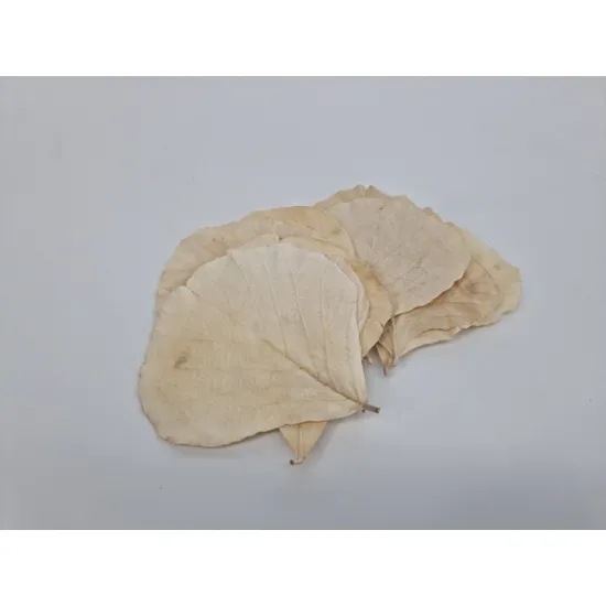 Cobra leaf bleached 50pcs