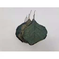 Cobra leaf light green 50pcs