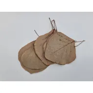 Feuille de cobra naturel 50pcs