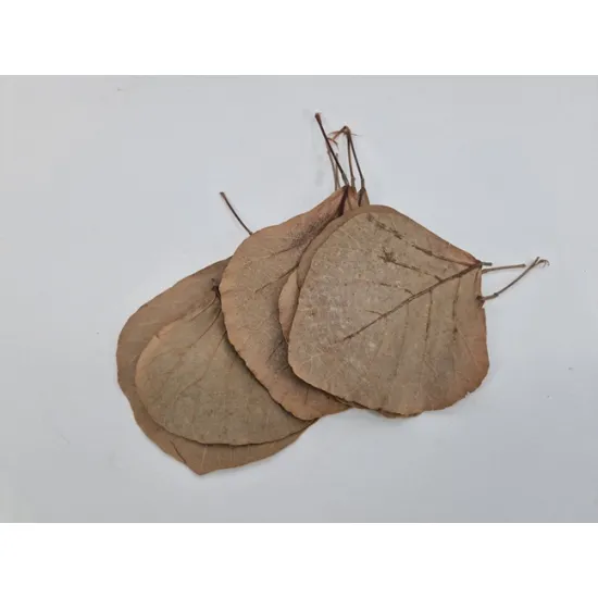 Cobra leaf natural 50pcs