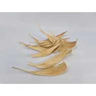 Cocos medium gebleekt 10st