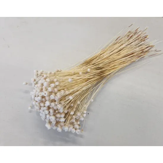 Congonhas blanchi +/-100gr