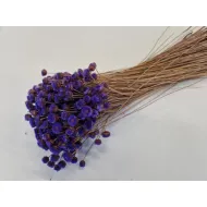 Congonhas lilac +/-100gr