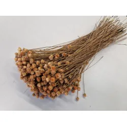 Congonhas meloen +/-100gr