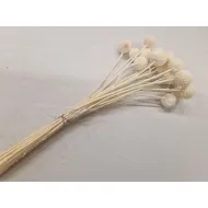 Craspedia bleached 20pcs