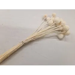 Craspedia bleached 20pcs