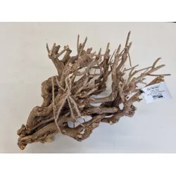 Curry bush 25-45cm naturel 5st
