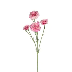 Dianthus rose 60cm