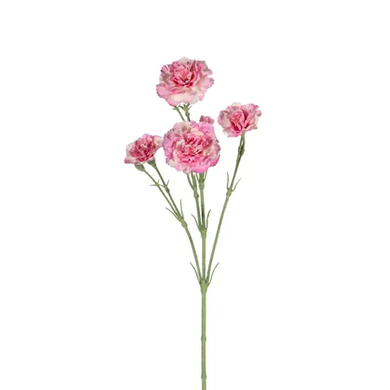 Dianthus roze 60cm