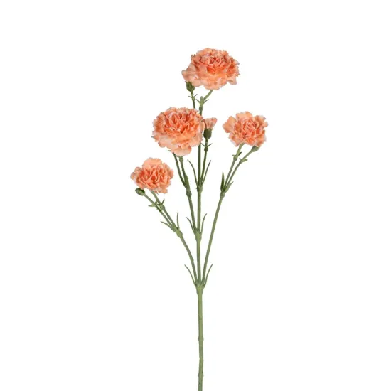 Dianthus saumon 60cm