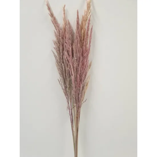 Eryanthus naturel rose 10pcs
