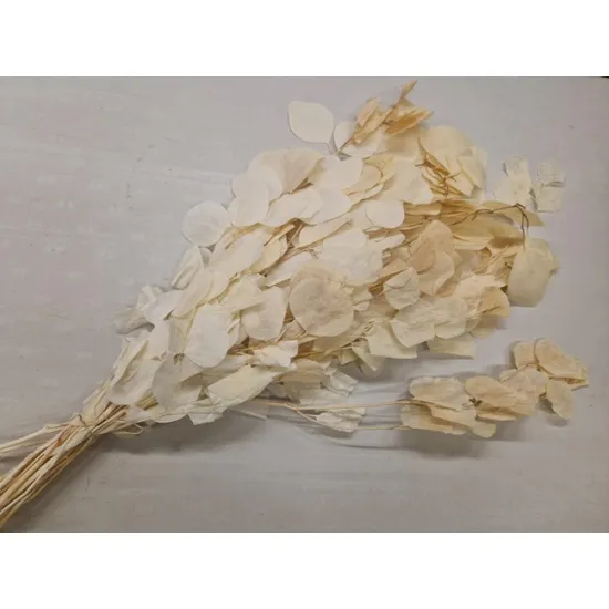 Eucalyptus cynereas gebleekt +/-150gr