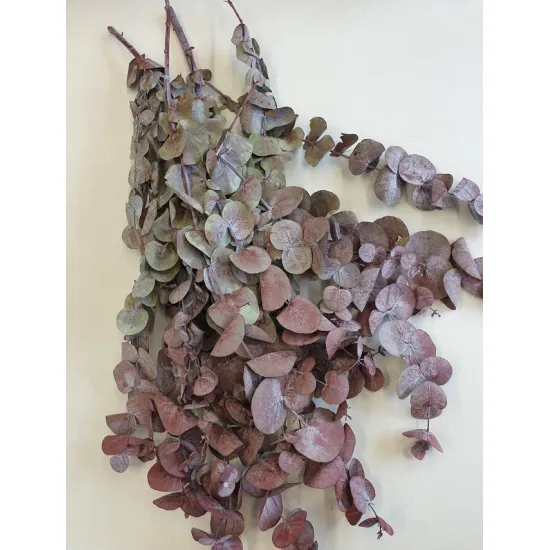 Eycalyptus cynereas stabilisé bordeaux +/-150gr