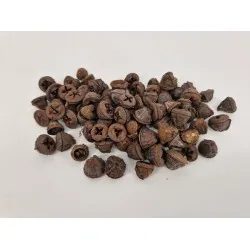 Eucalyptus fruit (pods) naturel +/-1kg