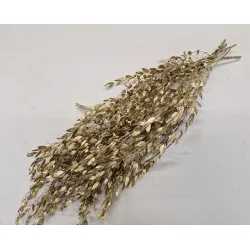 Eucalyptus parvifolia stabilise or +/-150gr