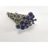 Echinops naturel