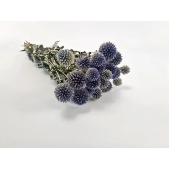 Echinops naturel