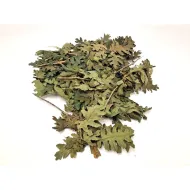 Feuilles de chêne vert +/-200gr