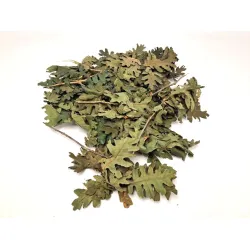Eiken blaadjes (gestabiliseerd) groen +/-200gr