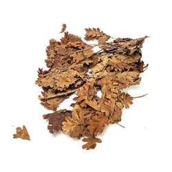 Feuilles de chêne orange +/-200gr