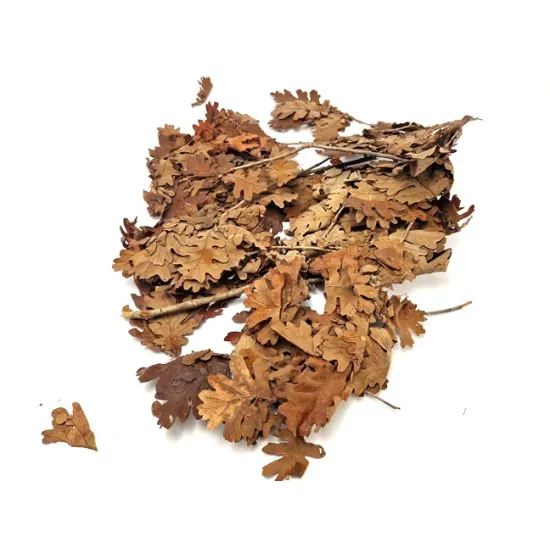 Oak leaves (preserved) orange +/-200gr