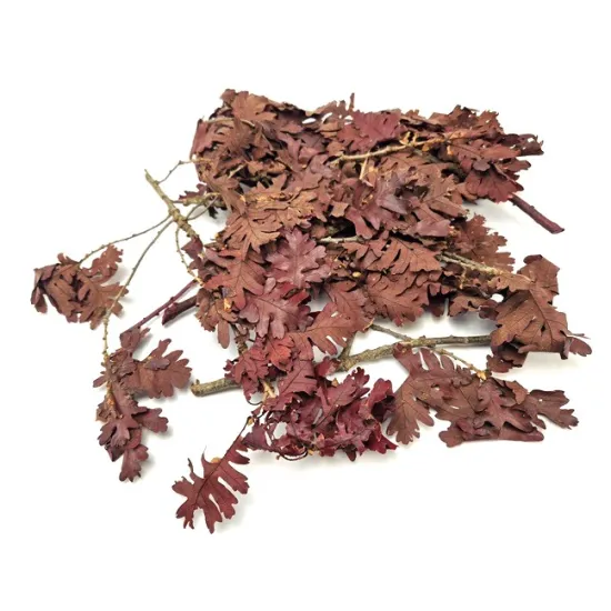 Oak preserved (stabilized) bordeaux