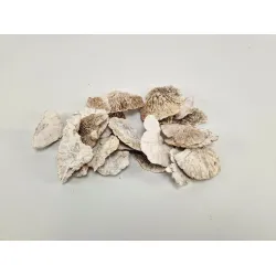 Sponge mushroom naturel +/-90gr