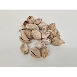 Fibre cup beetle half white wash +/-100gr