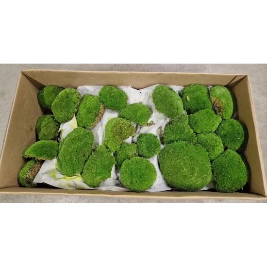 Geconserveerd bolmos medium green +/-0.9-1m²
