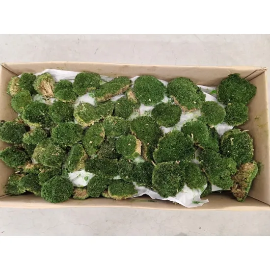 Geconserveerd bolmos nature green +/-0.9-1m²