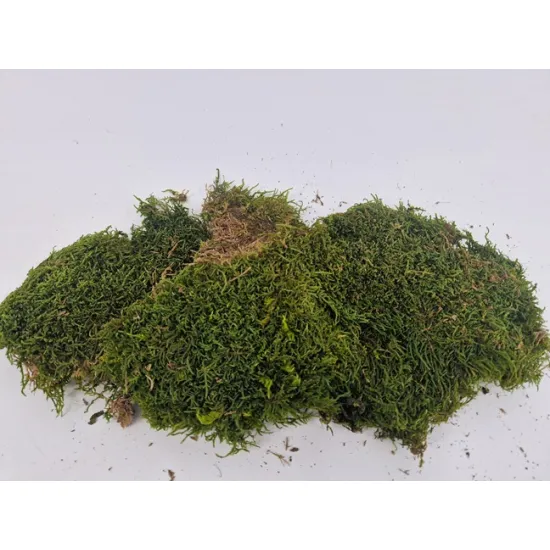 Preserved moss green +/-75gr – first choice
