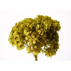 Hortensia stabilise (hydrangea) basil +/-15cm