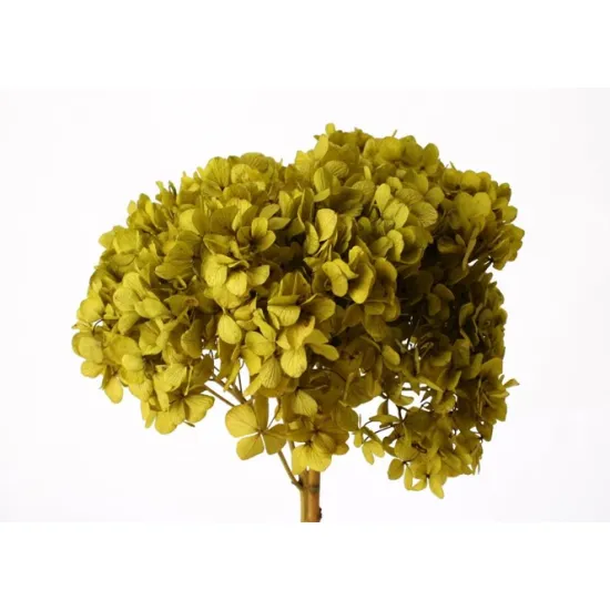 Geconserveerde hortensia (hydrangea) basilicum groen +/-15cm